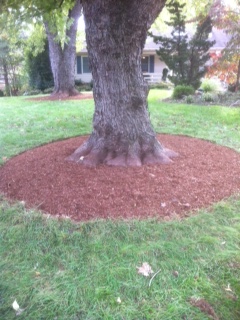 Properly mulched silver maple Properly mulched silver maple